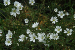 Cerastium arvenseAkkerhoornbloem bestellen